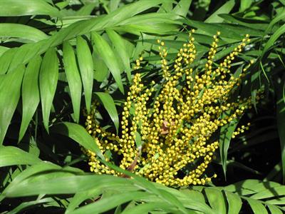 Chamaedorea elegans